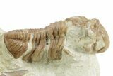 Kainops Trilobite - Black Cat Mountain, Oklahoma #376950-3